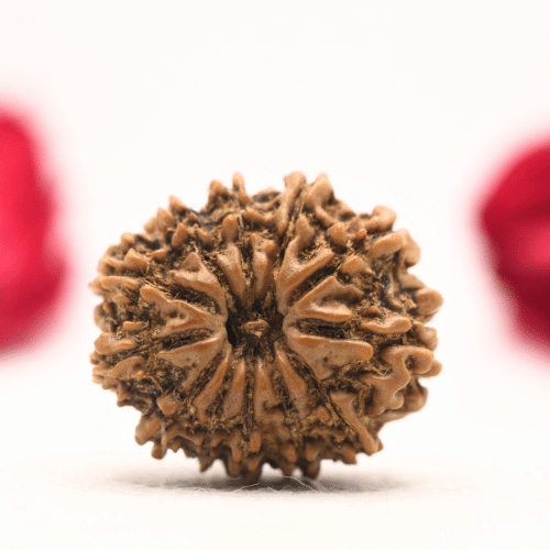 12 Mukhi Nepali Rudraksha - Regular