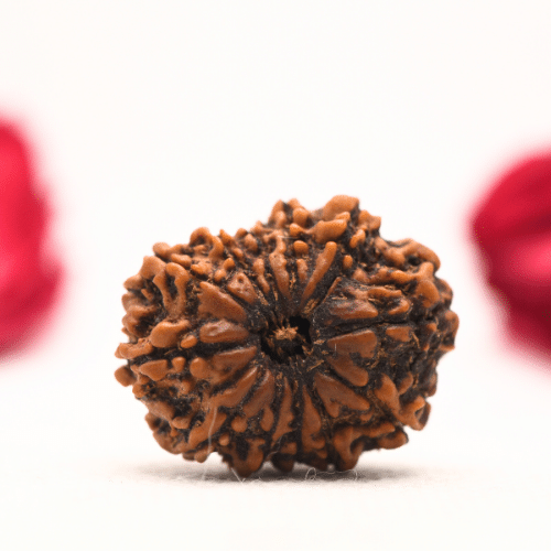 12 Mukhi Nepali Rudraksha - Regular