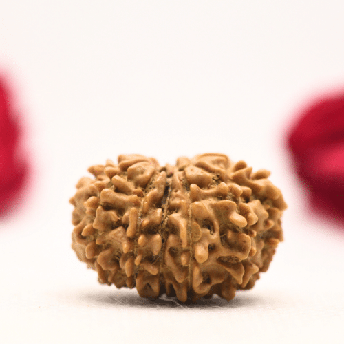 12 Mukhi Nepali Rudraksha - Regular