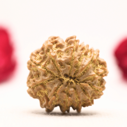 12 Mukhi Nepali Rudraksha - Regular