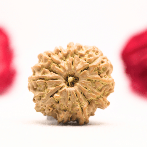 12 Mukhi Nepali Rudraksha - Regular