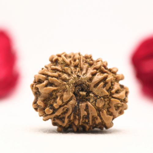 12 Mukhi Nepali Rudraksha - Regular
