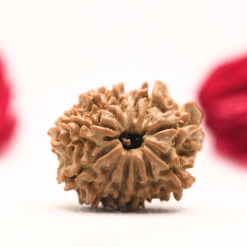 12 Mukhi Nepali Rudraksha - Regular