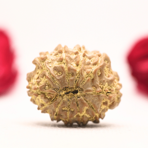 12 Mukhi Nepali Rudraksha - Regular