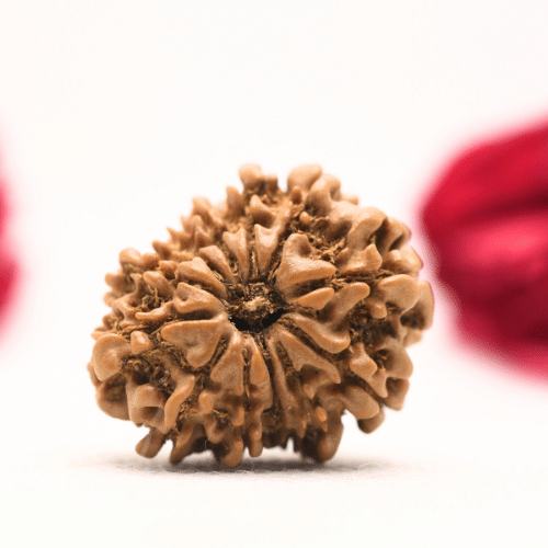 12 Mukhi Nepali Rudraksha - Regular