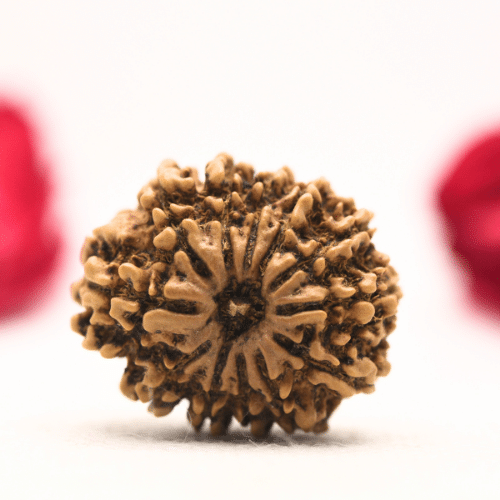 12 Mukhi Nepali Rudraksha - Regular