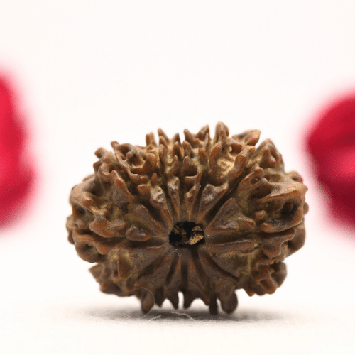 12 Mukhi Nepali Rudraksha - Regular
