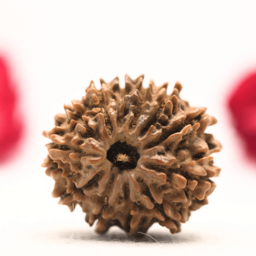 12 Mukhi Nepali Rudraksha - Regular