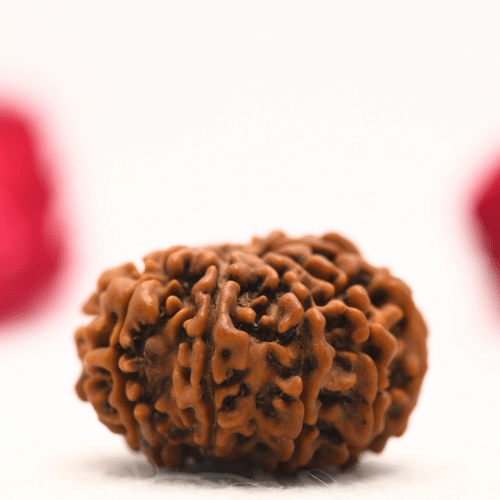 12 Mukhi Nepali Rudraksha - Regular