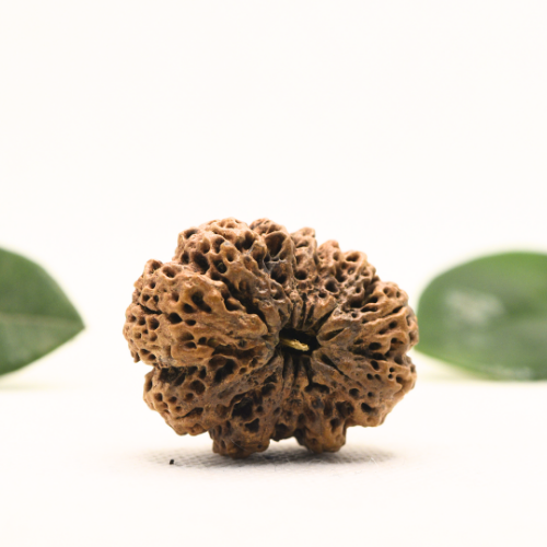 12 Mukhi Nepali Rudraksha - Super Collector