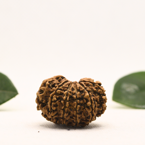 12 Mukhi Nepali Rudraksha - Super Collector