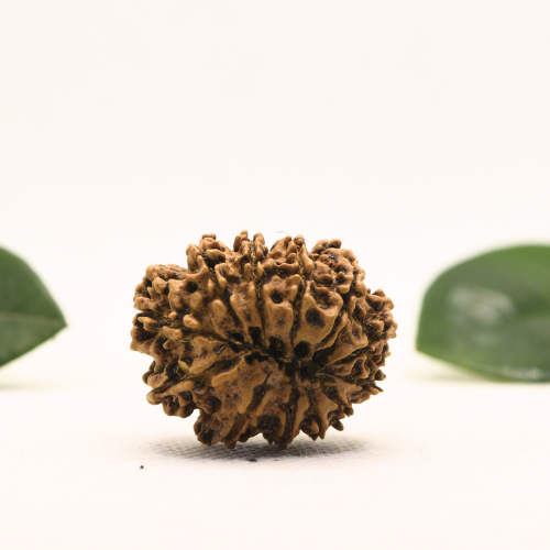12 Mukhi Nepali Rudraksha - Super Collector