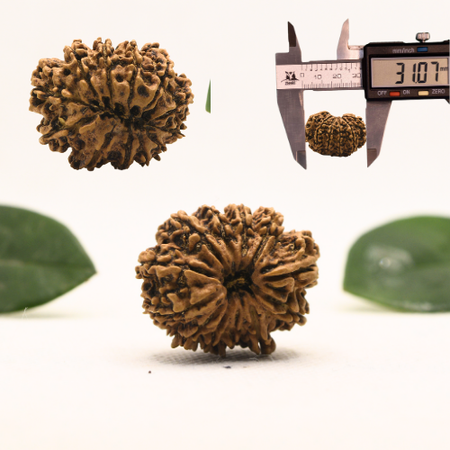 12 Mukhi Nepali Rudraksha - Super Collector