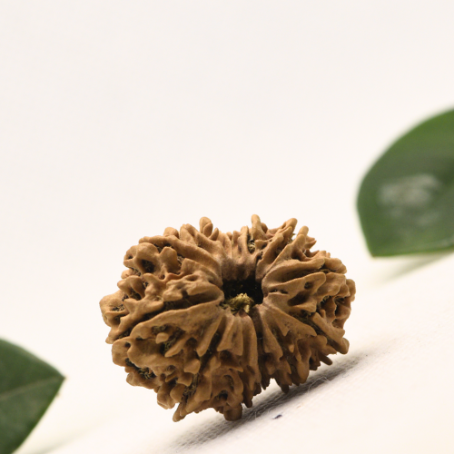 12 Mukhi Nepali Rudraksha - Super Collector