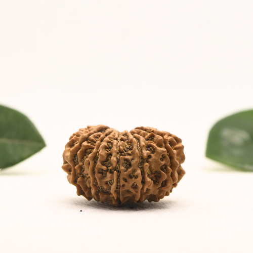 12 Mukhi Nepali Rudraksha - Super Collector