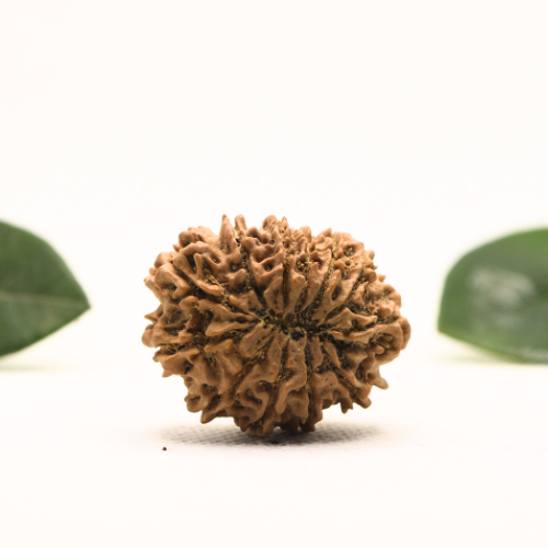 12 Mukhi Nepali Rudraksha - Super Collector