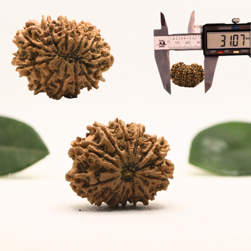 12 Mukhi Nepali Rudraksha - Super Collector