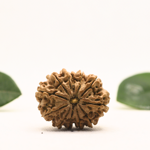 12 Mukhi Nepali Rudraksha - Super Collector