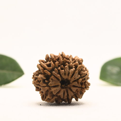 12 Mukhi Nepali Rudraksha - Super Collector