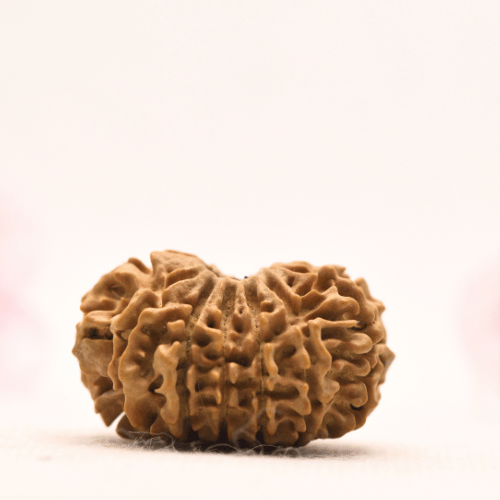 13 Mukhi Nepali Rudraksha - Collector