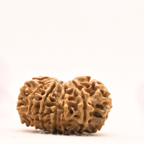 13 Mukhi Nepali Rudraksha - Collector