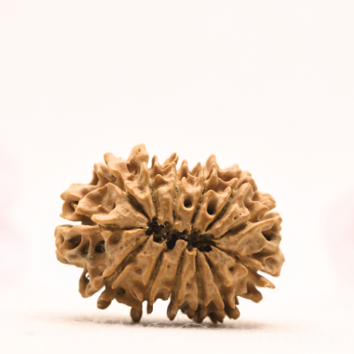 13 Mukhi Nepali Rudraksha - Collector