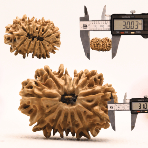 13 Mukhi Nepali Rudraksha - Collector