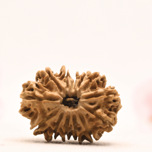 13 Mukhi Nepali Rudraksha - Collector