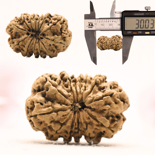 13 Mukhi Nepali Rudraksha - Collector