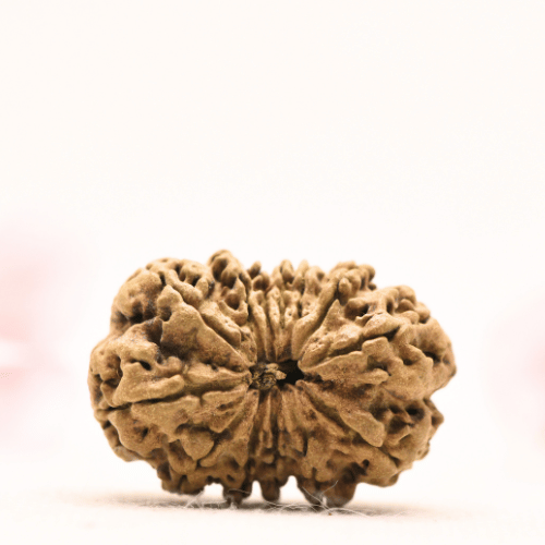 13 Mukhi Nepali Rudraksha - Collector