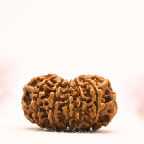 13 Mukhi Nepali Rudraksha - Collector