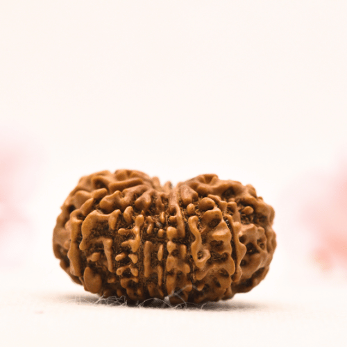 13 Mukhi Nepali Rudraksha - Collector