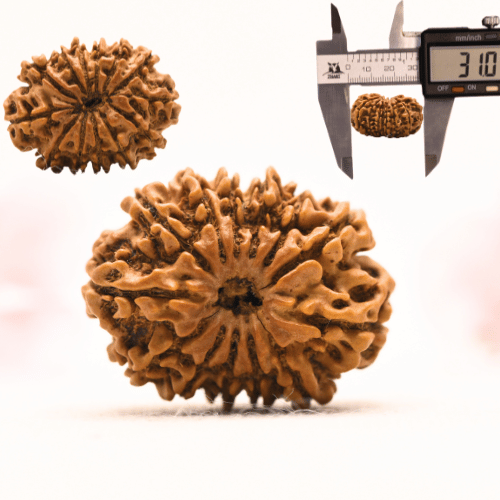 13 Mukhi Nepali Rudraksha - Collector