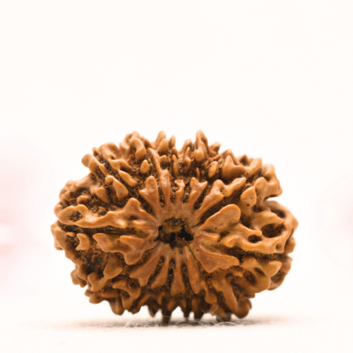 13 Mukhi Nepali Rudraksha - Collector