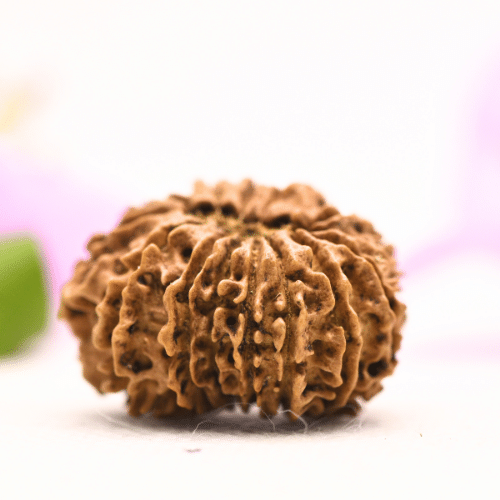 13 Mukhi Nepali Rudraksha - Large