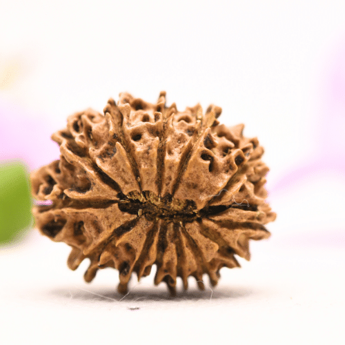 13 Mukhi Nepali Rudraksha - Large