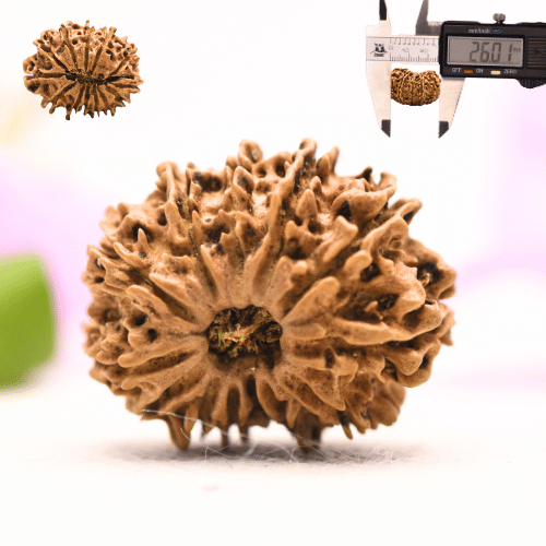 13 Mukhi Nepali Rudraksha - Large