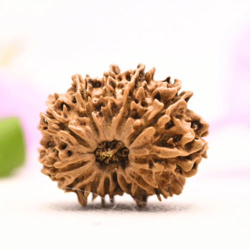 13 Mukhi Nepali Rudraksha - Large