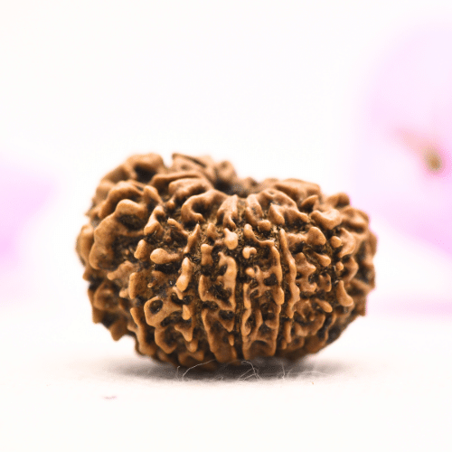 13 Mukhi Nepali Rudraksha - Large