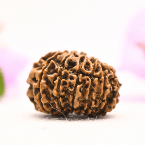 13 Mukhi Nepali Rudraksha - Large