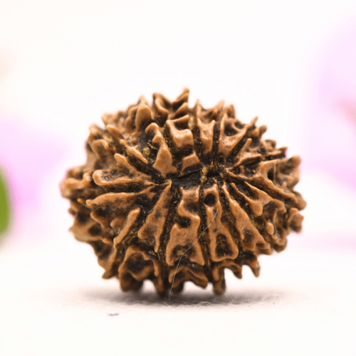13 Mukhi Nepali Rudraksha - Large