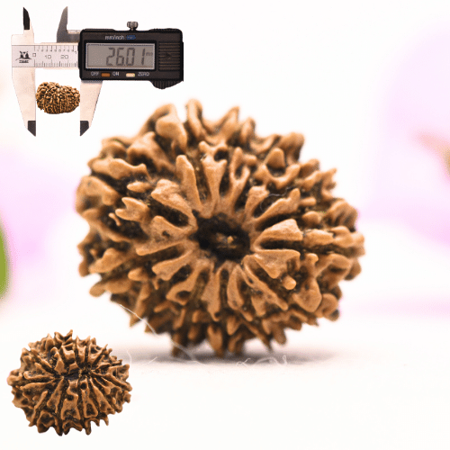 13 Mukhi Nepali Rudraksha - Large