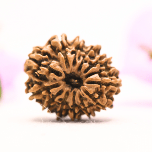 13 Mukhi Nepali Rudraksha - Large