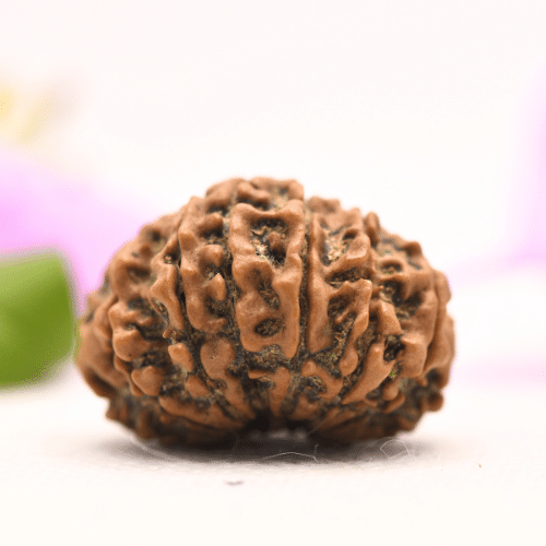 13 Mukhi Nepali Rudraksha - Large
