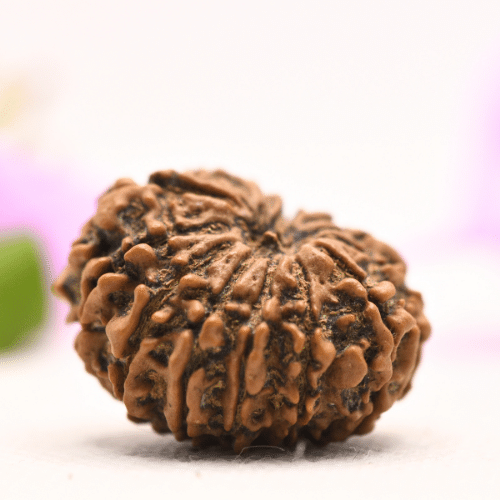13 Mukhi Nepali Rudraksha - Large