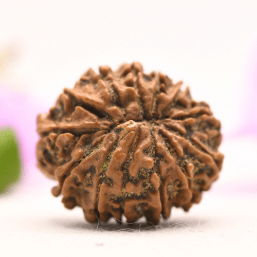 13 Mukhi Nepali Rudraksha - Large