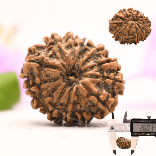 13 Mukhi Nepali Rudraksha - Large