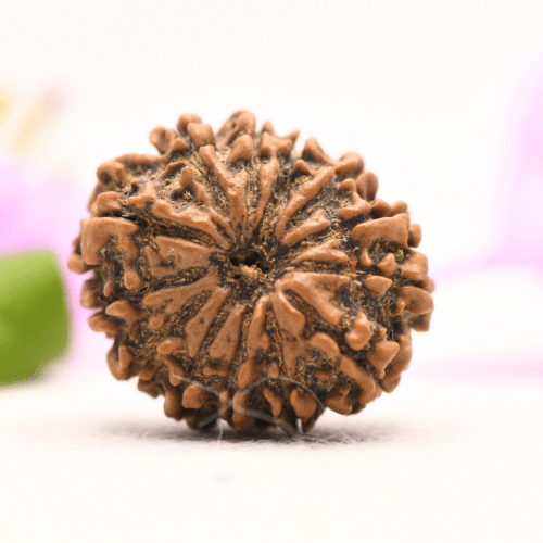 13 Mukhi Nepali Rudraksha - Large