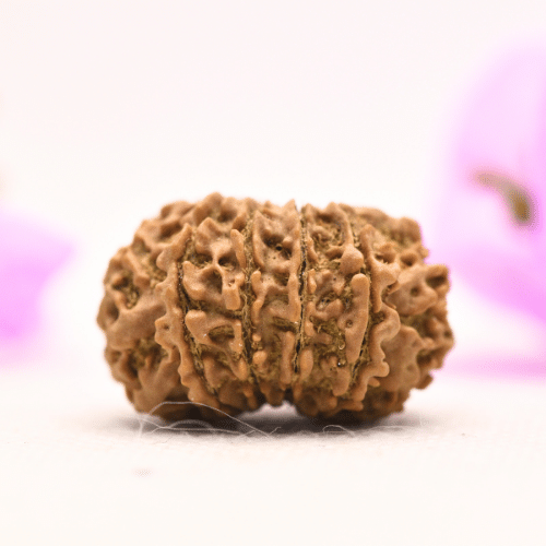 13 Mukhi Nepali Rudraksha - Large