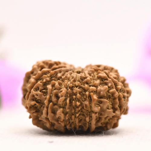 13 Mukhi Nepali Rudraksha - Large